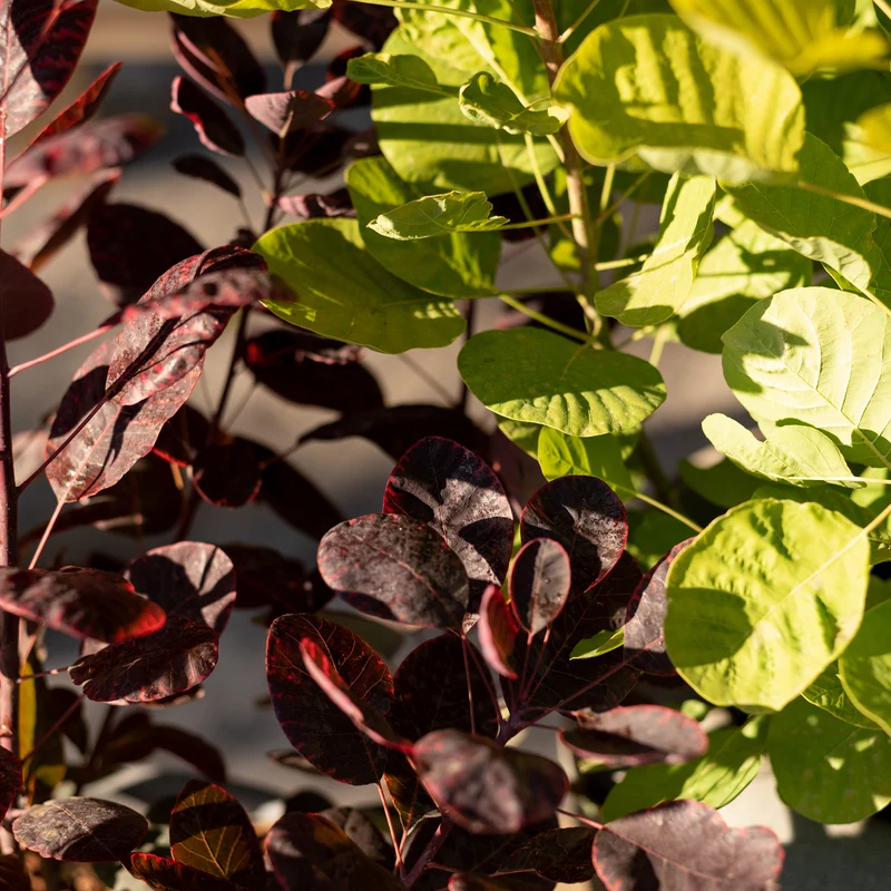 Roter Perückenstrauch 'Royal Purple'®