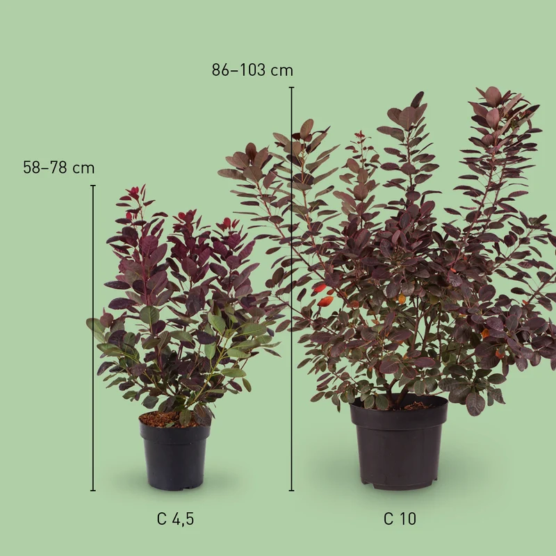 Roter Perückenstrauch 'Royal Purple'®