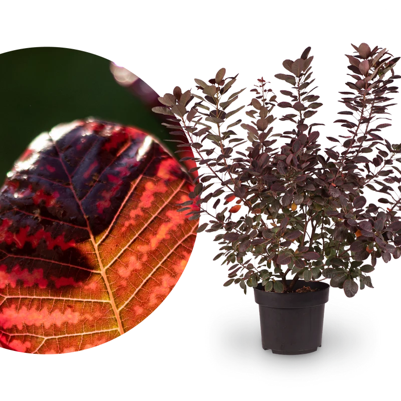 Roter Perückenstrauch 'Royal Purple'®
