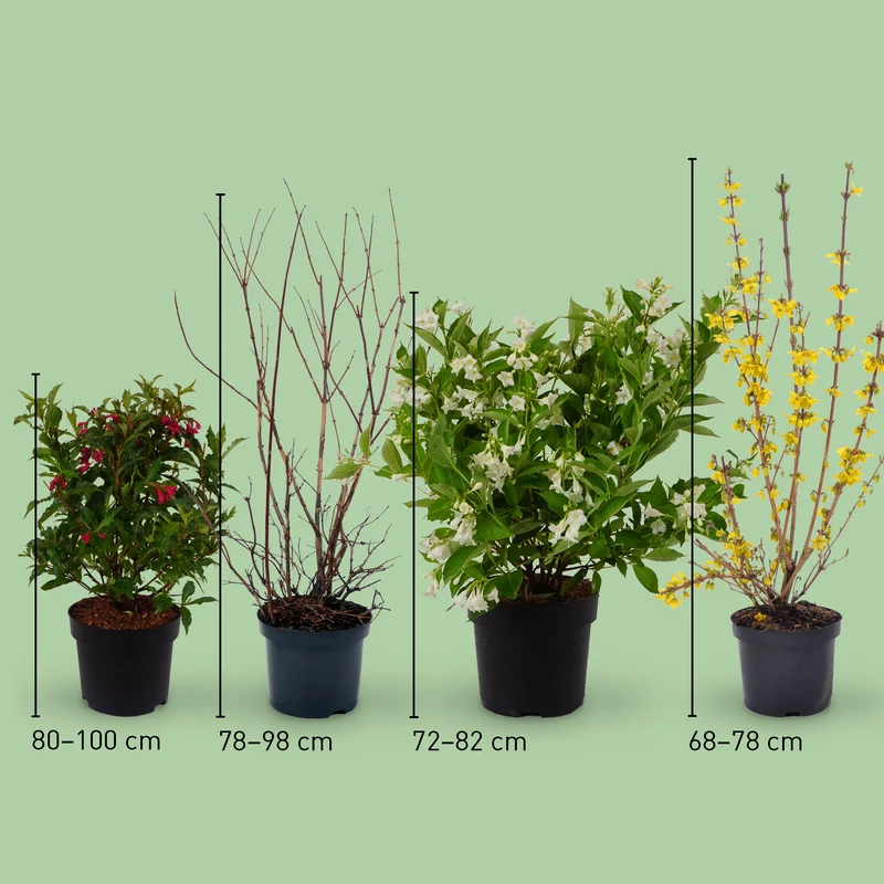 Pflegeleichte Klassiker Blütenpracht (4er Set)