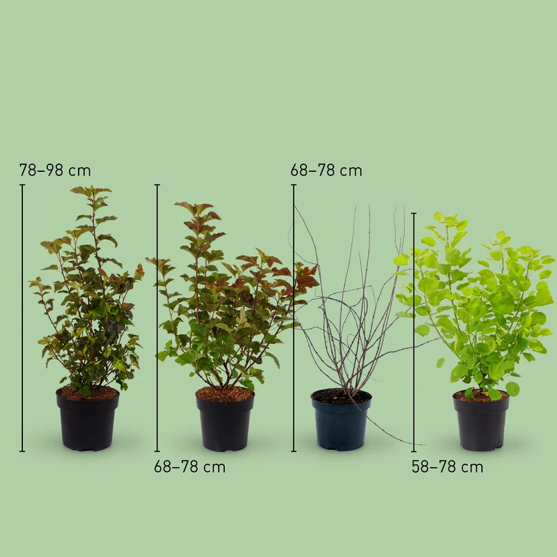Pflegeleichte Klassiker Laubschön (4er Set)