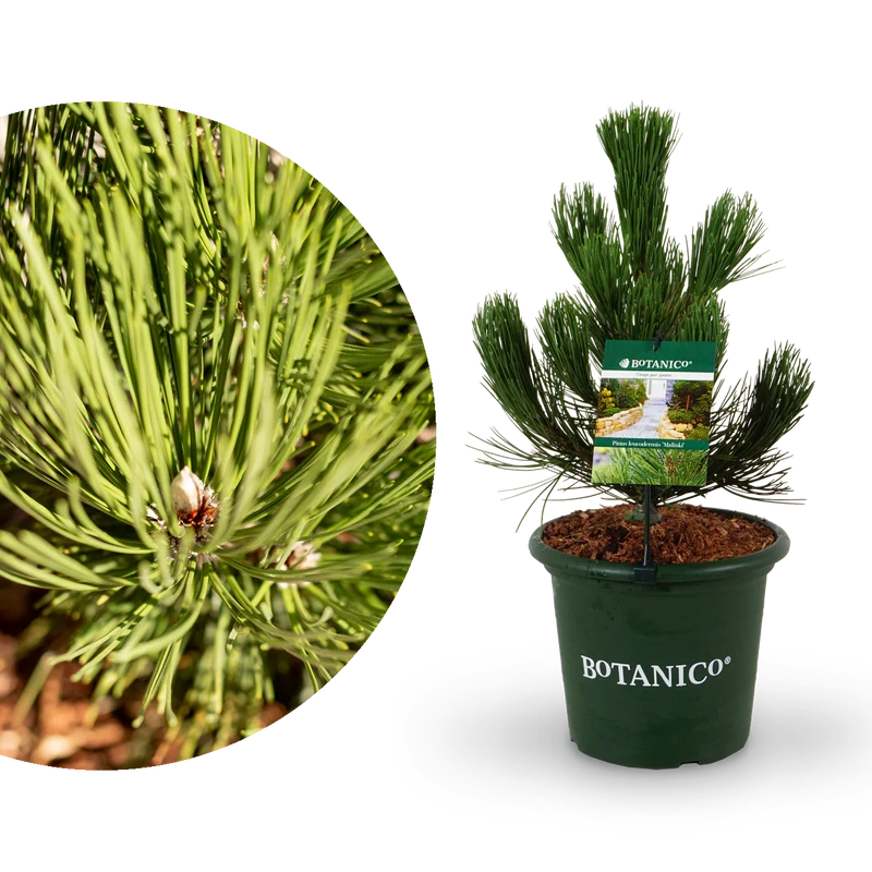 Schlangenhaut-Kiefer Botanico® 'Malinki'
