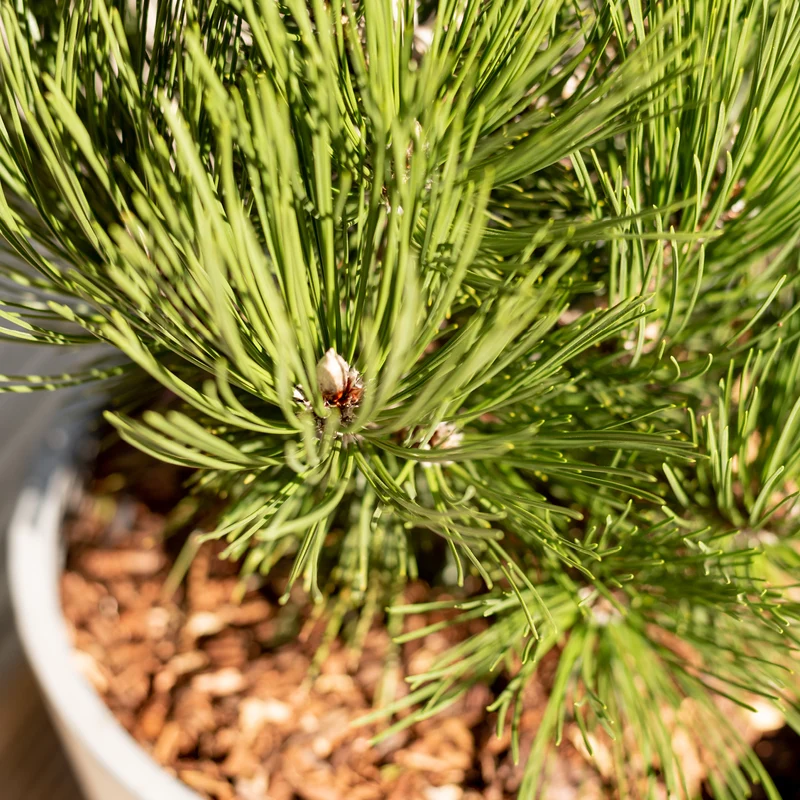 Schlangenhaut-Kiefer Botanico® 'Malinki'