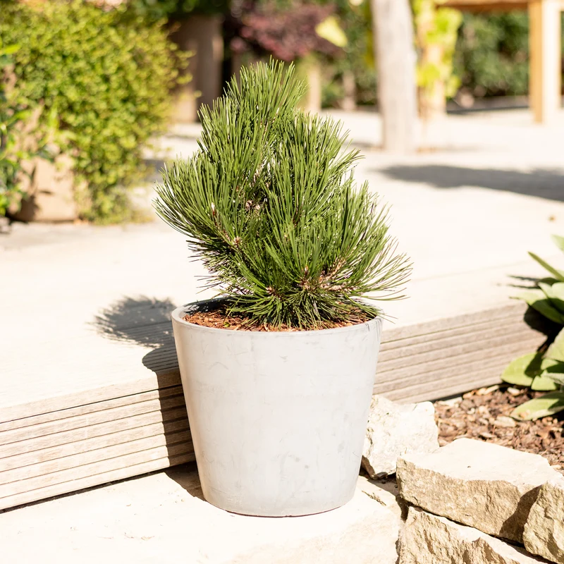 Schlangenhaut-Kiefer Botanico® 'Malinki'
