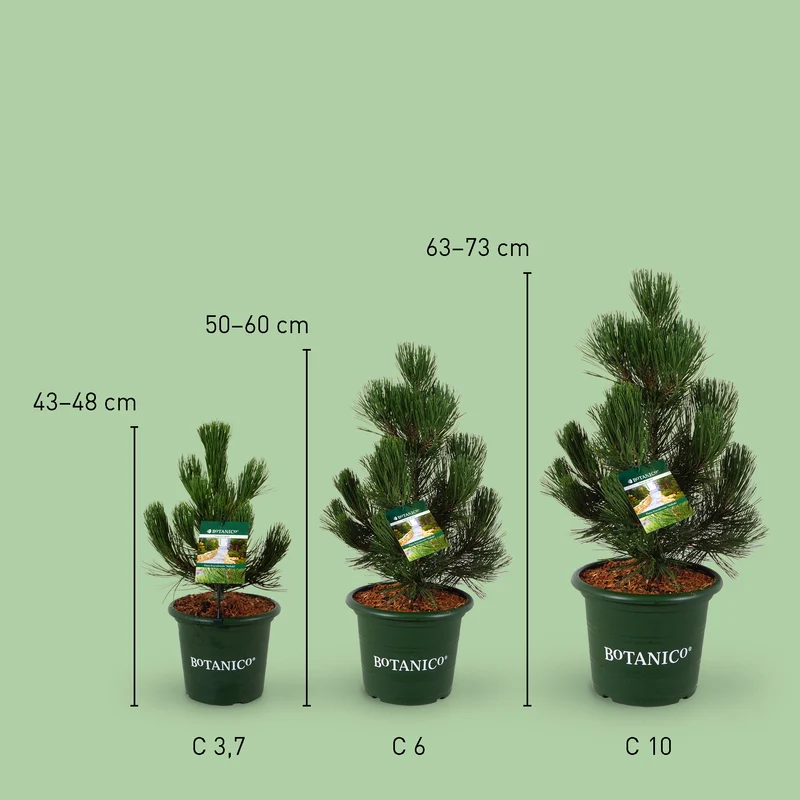 Schlangenhaut-Kiefer Botanico® 'Malinki'