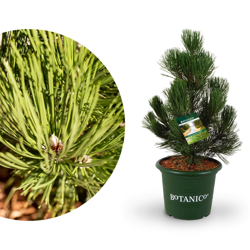 Schlangenhaut-Kiefer Botanico® 'Malinki'