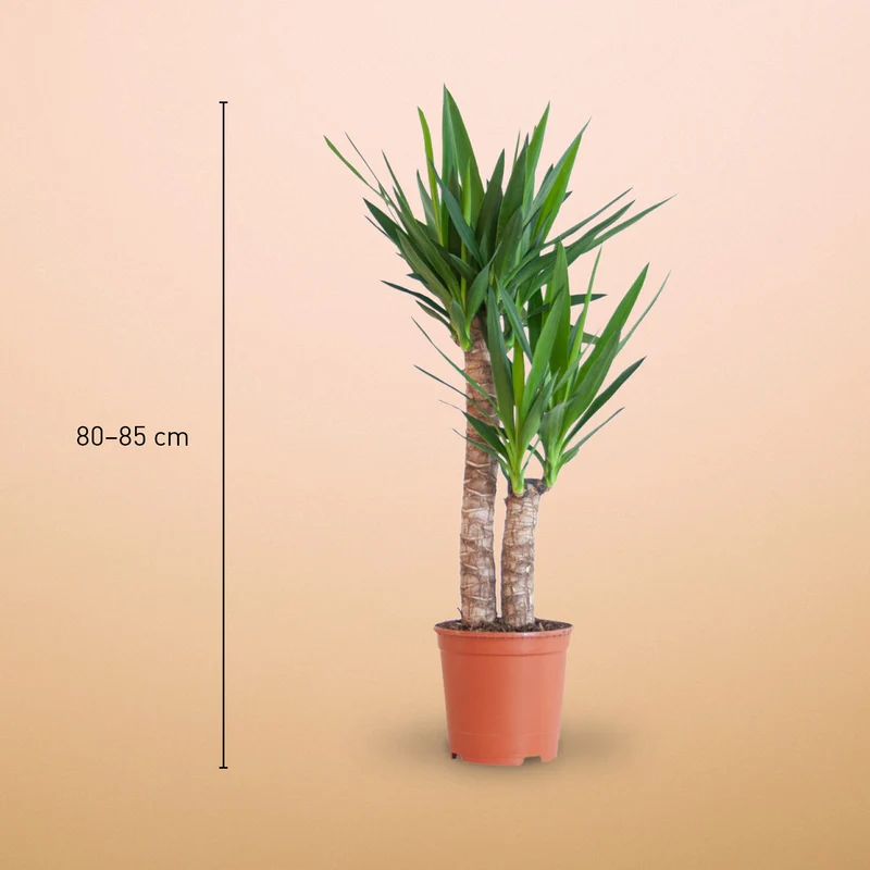 Riesen-Palmlilie