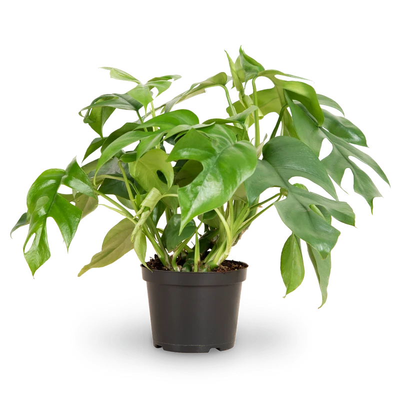Monstera minima
