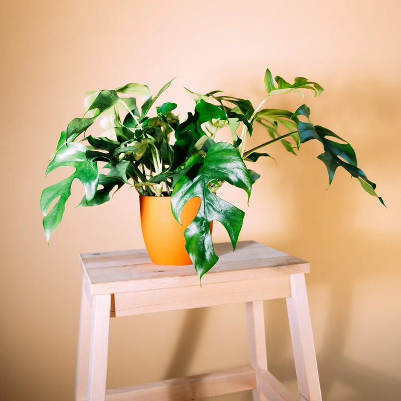 Monstera minima