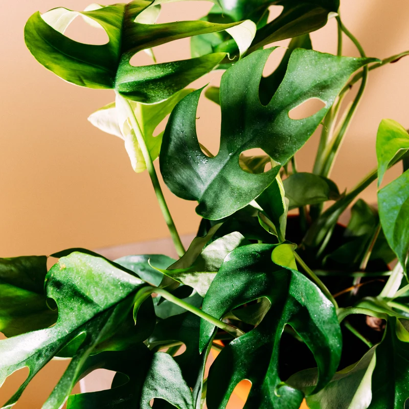 Monstera minima