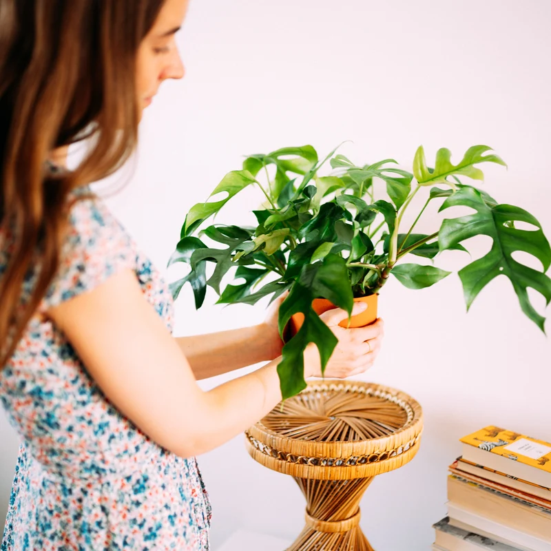 Monstera minima