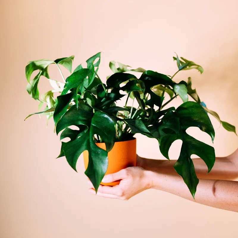 Monstera minima