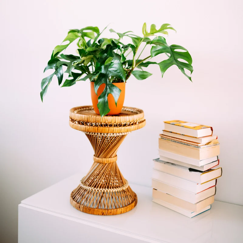 Monstera minima