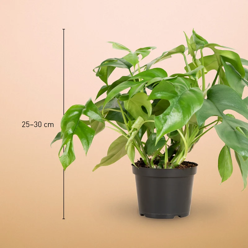 Monstera minima