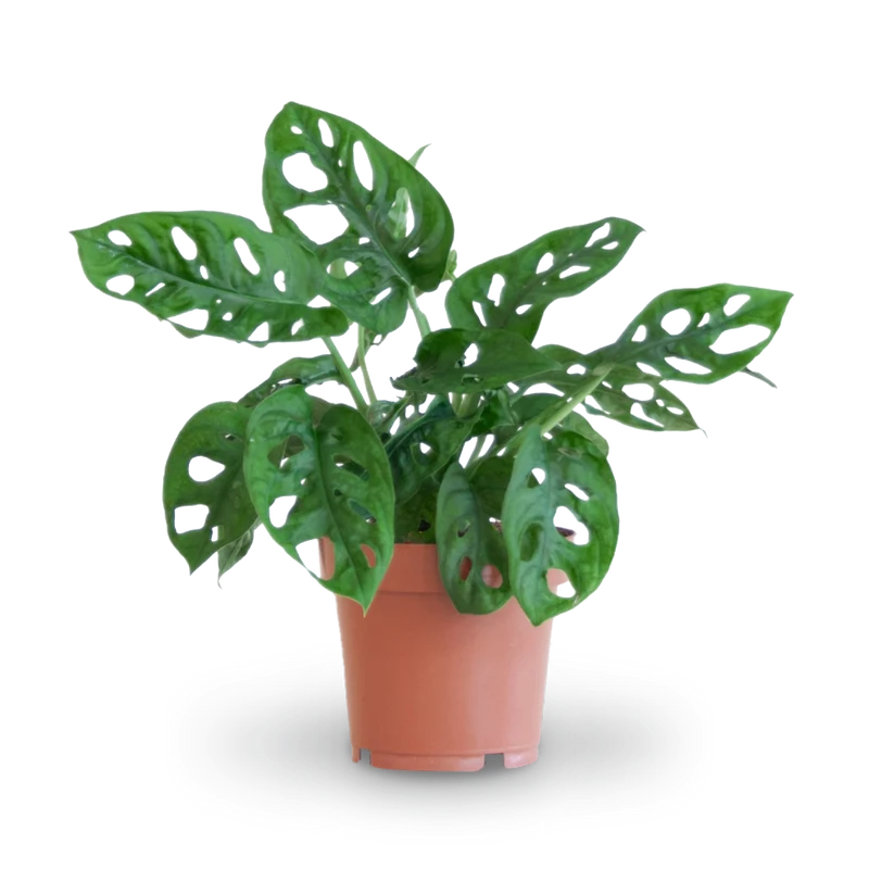 Monstera Monkey Leaf