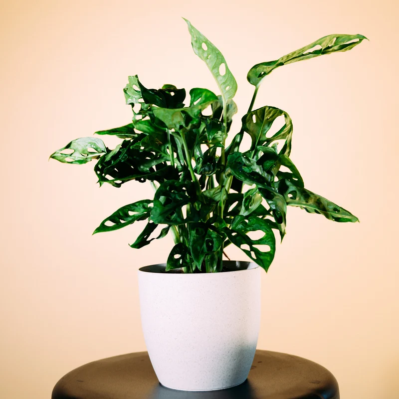 Monstera Monkey Leaf