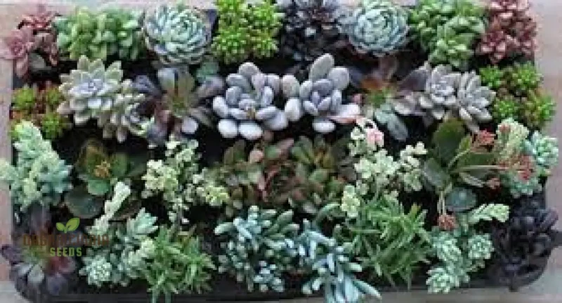 Mix Cacti Succulent Flower Seeds - Perfect for Indoor and Outdoor Gardening