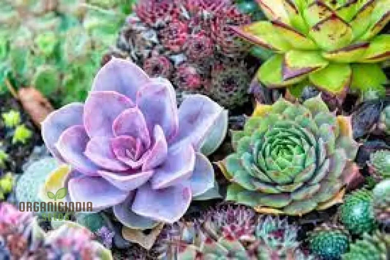 Mix Cacti Succulent Flower Seeds - Perfect for Indoor and Outdoor Gardening