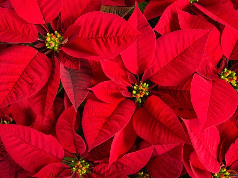 Red Poinsettia Seeds – Festive Indoor & Outdoor Flower