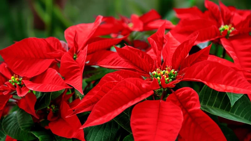 Red Poinsettia Seeds – Festive Indoor & Outdoor Flower