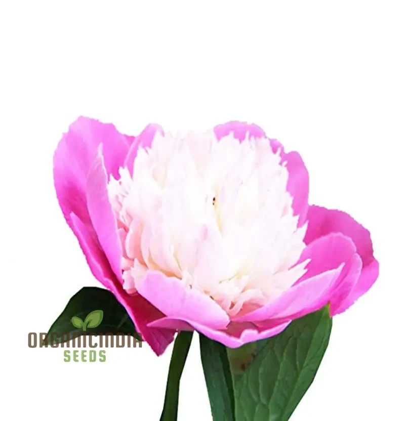 Pink and White Japanese Peony Flower Seeds for Planting