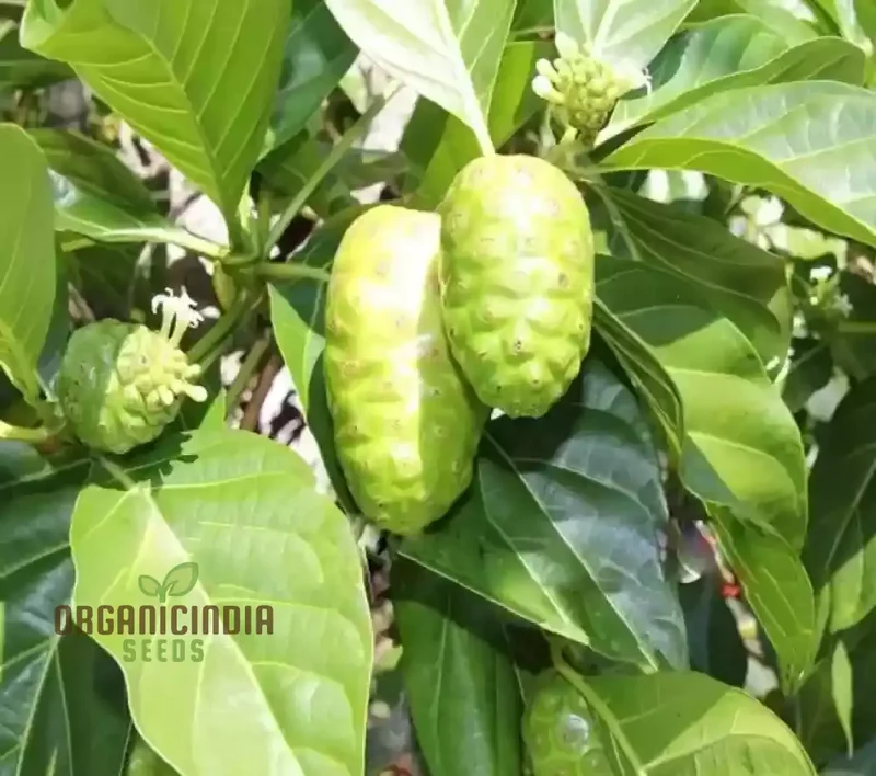 Noni Fruit Seeds Elevate Your Gardening Experience with Exotic, Health-Boosting Harvests