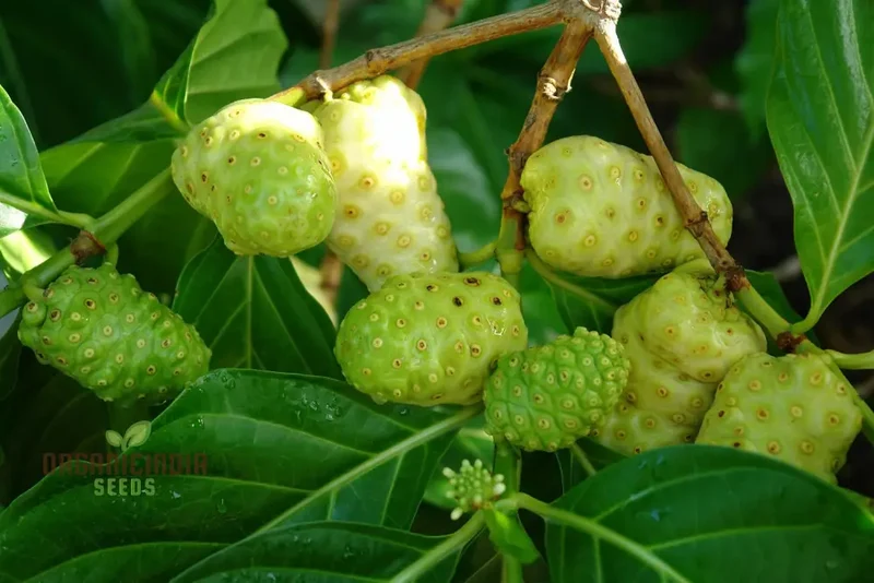 Noni Fruit Seeds Elevate Your Gardening Experience with Exotic, Health-Boosting Harvests