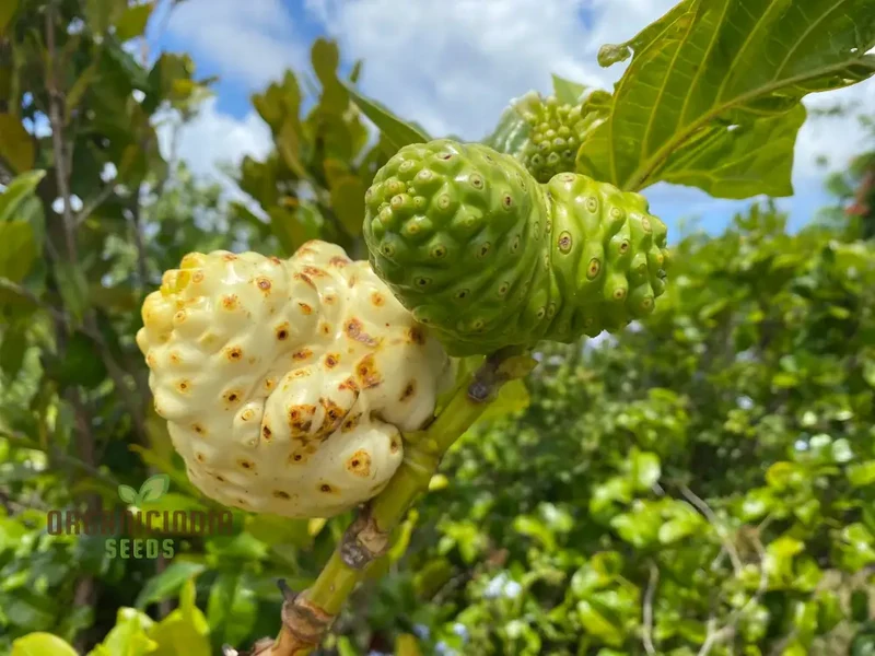 Noni Fruit Seeds Elevate Your Gardening Experience with Exotic, Health-Boosting Harvests