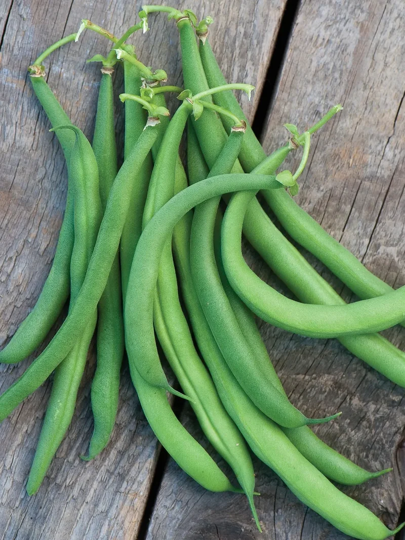 White Half Runner Green Bean Seeds, Planting