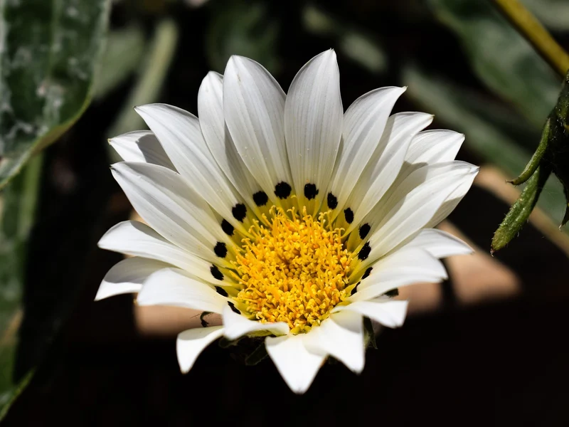 Gazania Daybreak Series White Flower Seeds, Planting