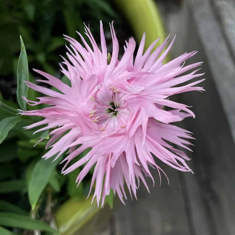 Supra Rosa Hybrid Dianthus Seeds, Planting