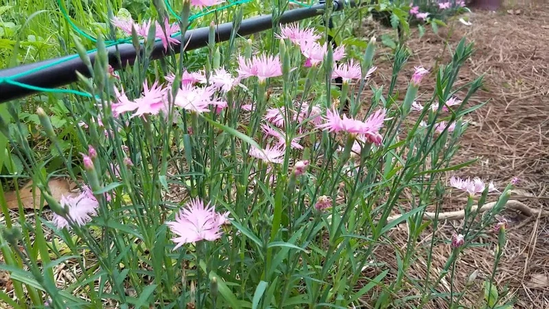 Supra Rosa Hybrid Dianthus Seeds, Planting