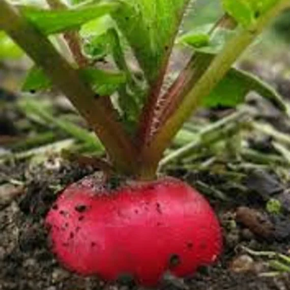 German Giant Radish Seeds for Planting