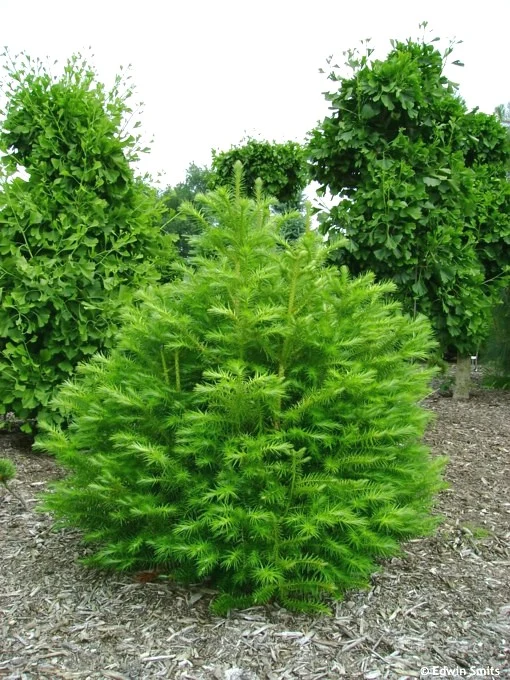 China Fir Cunninghamia Lanceolata Seeds for Planting