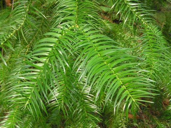 China Fir Cunninghamia Lanceolata Seeds for Planting