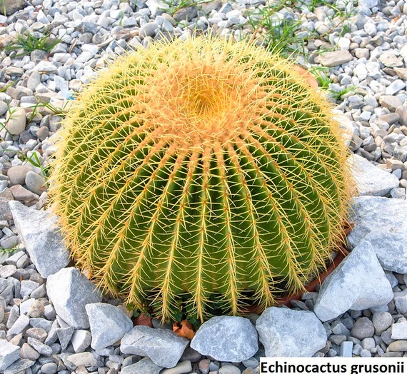 Echinocactus Grusonii Golden Barrel Cactus Seeds for Planting - 100 pcs