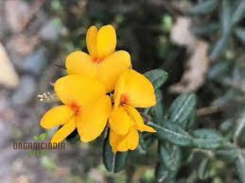 Golden Rosemary Wildflower Seeds for Gardening Enthusiasts | Premium Quality Seeds for Beautiful Gardens