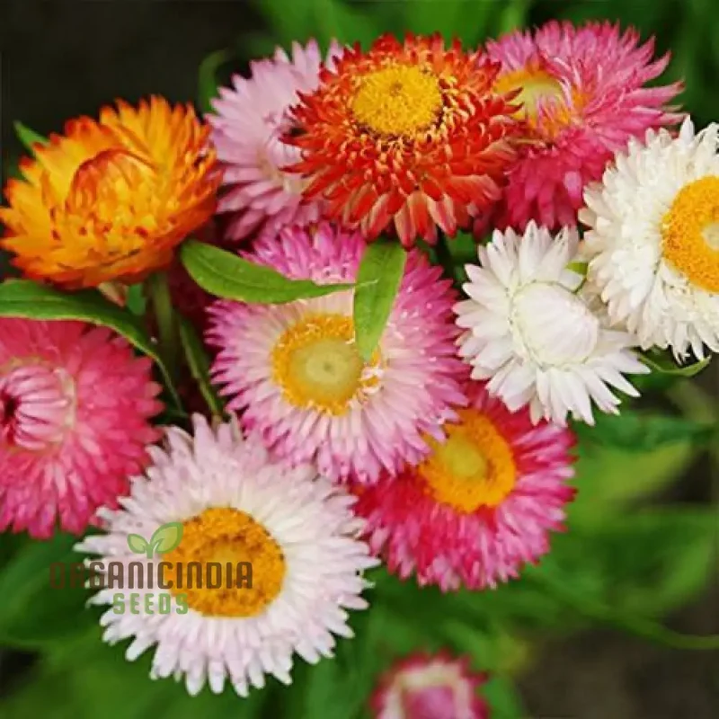 Paper Flower Mix (Helichrysum) Seeds for Planting - Colorful Variety, Easy to Grow