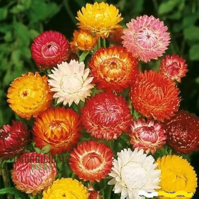 Paper Flower Mix (Helichrysum) Seeds for Planting - Colorful Variety, Easy to Grow
