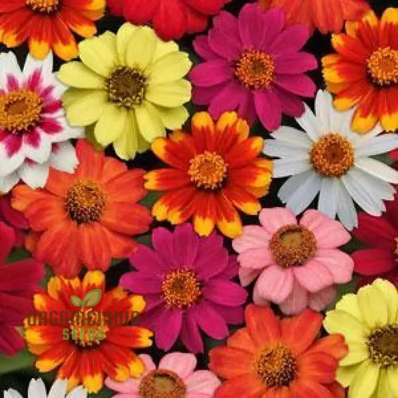 Single Flowered Mix Seeds - Organic Seeds for Colorful Garden Blooms