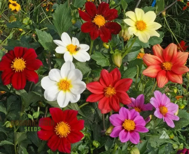 Single Flowered Mix Seeds - Organic Seeds for Colorful Garden Blooms