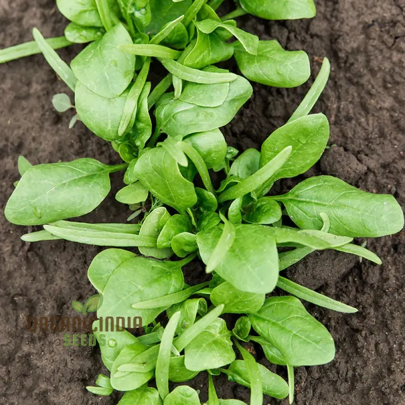 Spinach Medania Vegetable Seeds for Planting, High-Quality Spinach Seeds for Vegetables, Perfect for Home Gardening