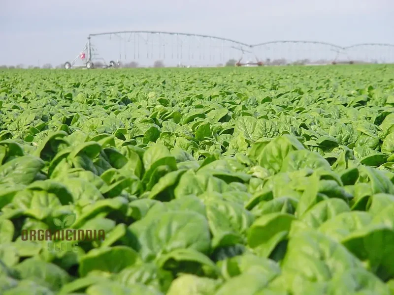 Spinach Medania Vegetable Seeds for Planting, High-Quality Spinach Seeds for Vegetables, Perfect for Home Gardening