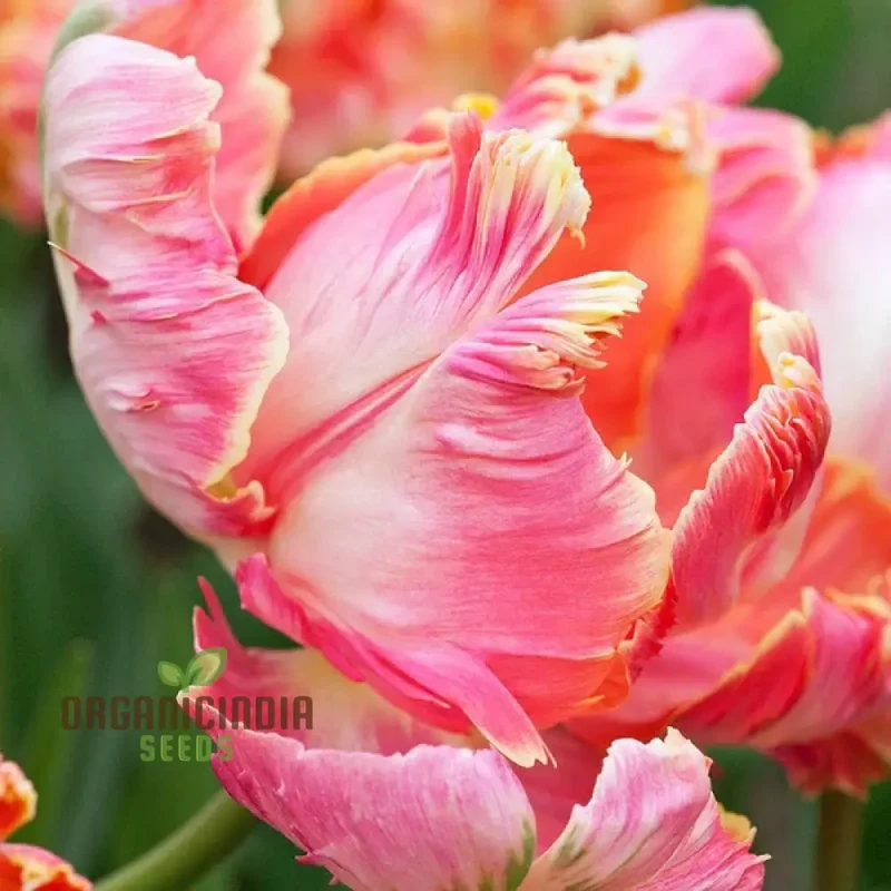 Tulip Avignon Parrot Flower Seeds For Planting, Vibrant and Exotic Parrot Tulips for a Stunning Spring Garden Display