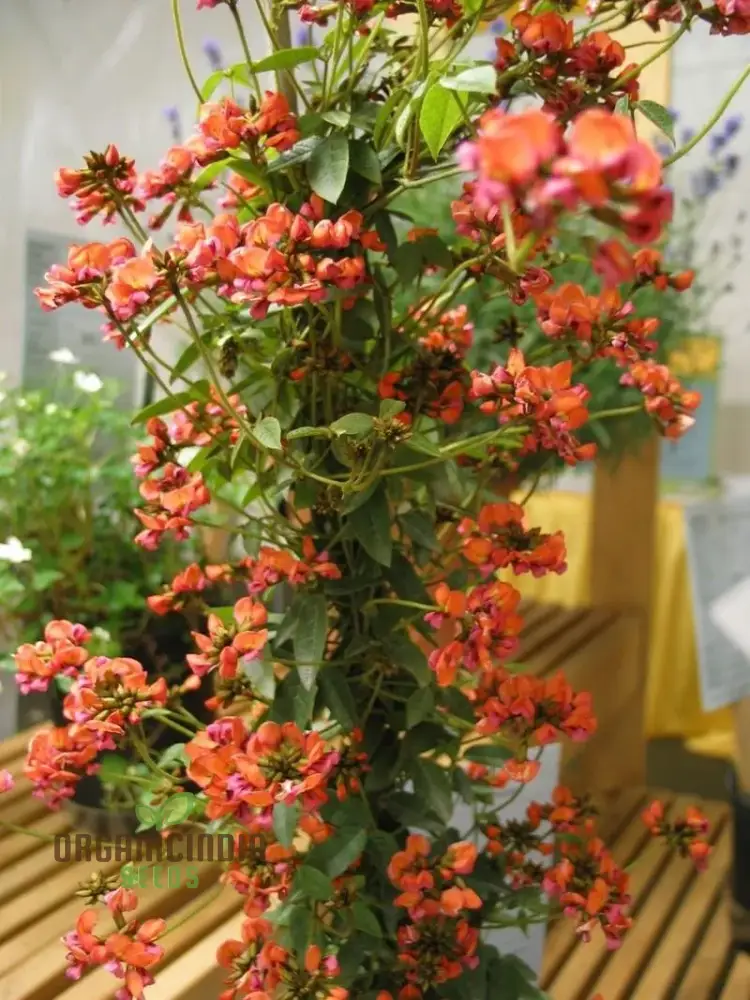 Coral Creeper Wildflower Seeds for Gardening Enthusiasts - Premium Quality Seeds for Vibrant Garden Blooms