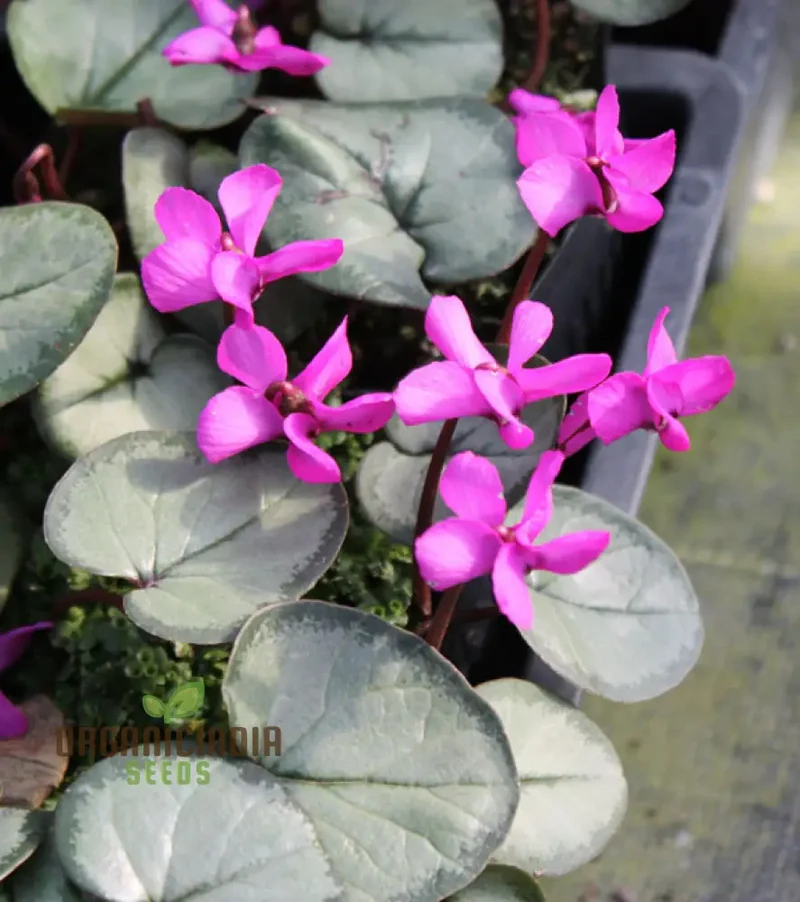 Cyclamen Cyberia Rose Silver Flower Seeds For Planting, Elegant Rose-Silver Blooms for a Striking Garden Display
