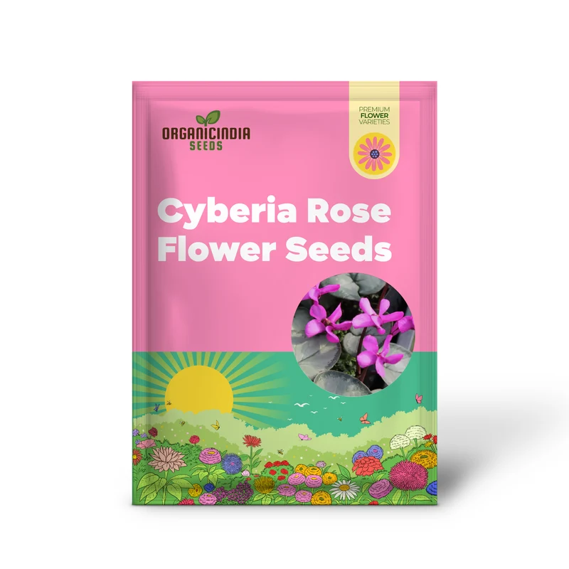 Cyclamen Cyberia Rose Silver Flower Seeds For Planting, Elegant Rose-Silver Blooms for a Striking Garden Display