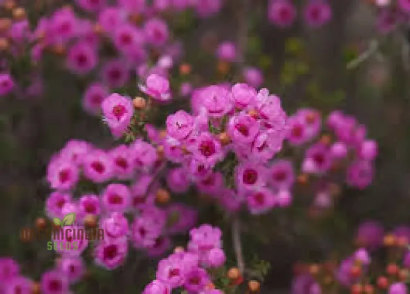 Compacted Featherflower Wildflower Seeds for Gardening Enthusiasts - Premium Quality and Easy Planting Instructions