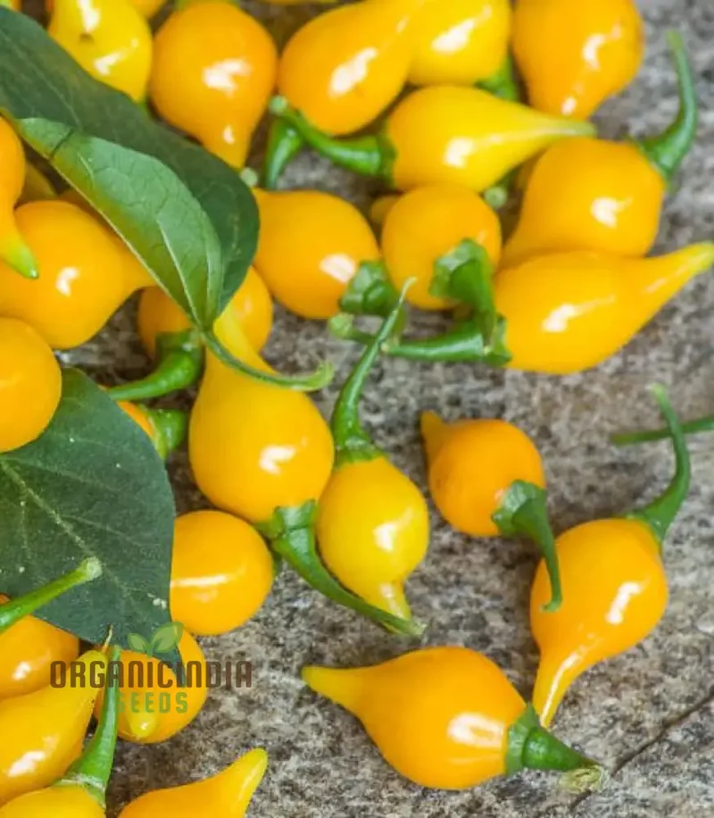 Hot Pepper Biquinho Yellow Seeds Elevate Your Gardening with Bold, Flavorful Harvests!