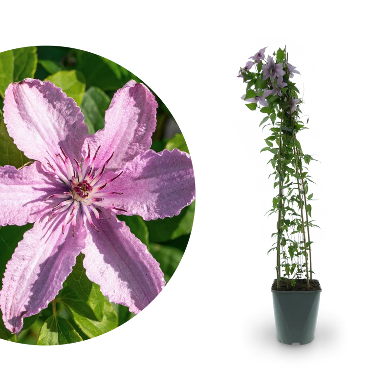 Clematis 'Hagley Hybrid' Rosa